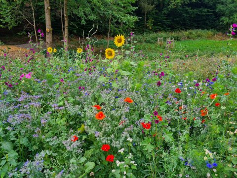 Bloemenweide Sauerland Duitsland.