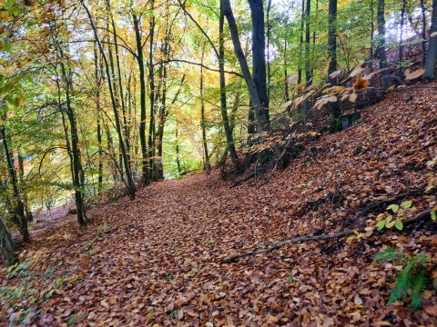 Sauerland Herfst.