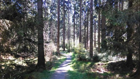 Woud Sauerland Deutschland.