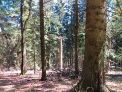 Woud Sauerland.