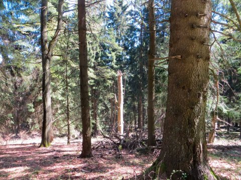 Woud Sauerland.